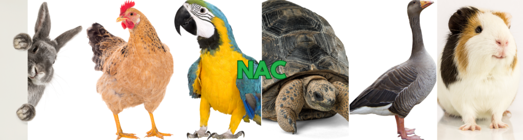 Petsitting NAC